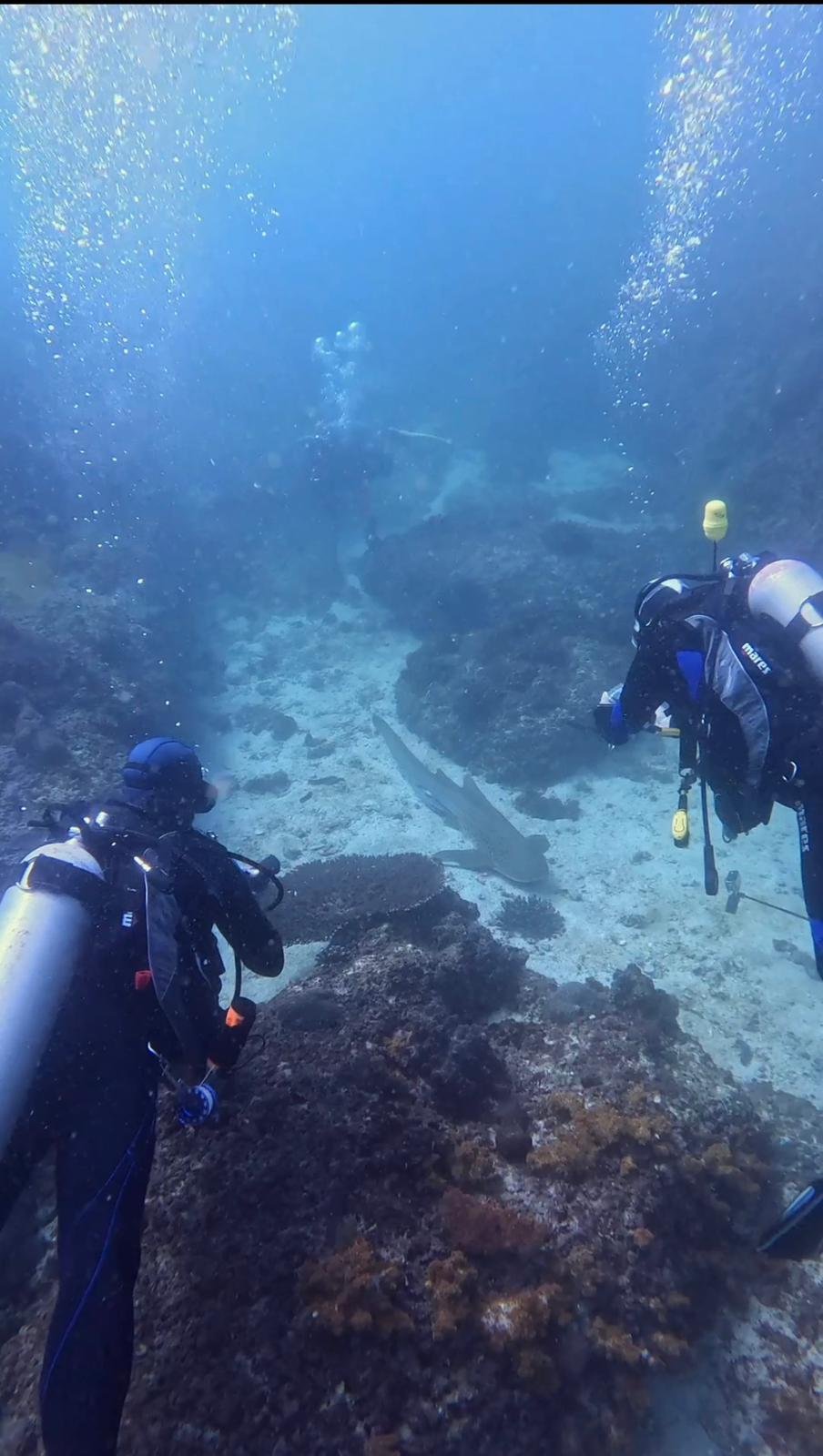 Zebra Reef dive site